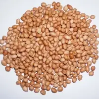 Peanut Kernel