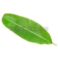 Fresh Banana Leaves