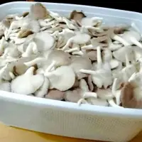 Fresh Oyster Mushrooms