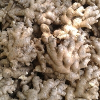 Ginger