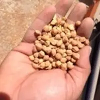 Chickpeas