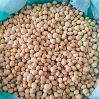 Soya Beans