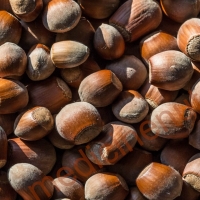 Hazelnut