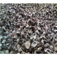 Palm Kernel Shell