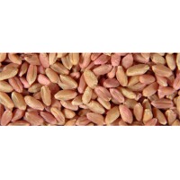 Wheat