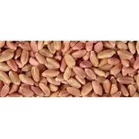 Wheat