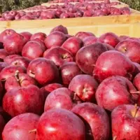 Gala Apples A Grade