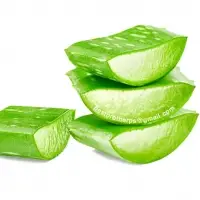 Canned Aloe Vera Canned Herb