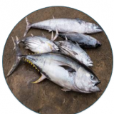 Yellow Fin Tuna