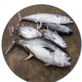 Yellow Fin Tuna