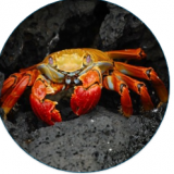 Crabs