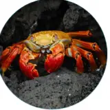 Crabs