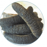 Sea Cucumber