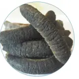 Sea Cucumber