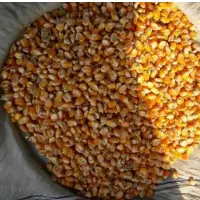 Maize