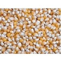 Maize