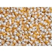 Maize