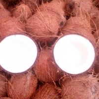 Pollachi Matured Semi Husked Coconuts