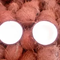 Pollachi Matured Semi Husked Coconuts