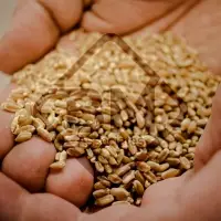 Wheat