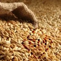 Barley