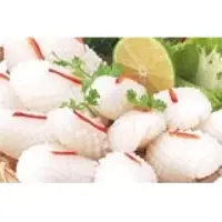 Mollusc