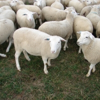 Fat Tail Awassi Sheep And Other Breed For Sale