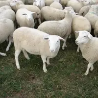 Fat Tail Awassi Sheep And Other Breed For Sale