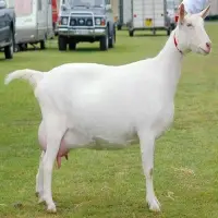 Alive Boer / Saanen Goats For Sale