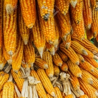 Wholesale Yellow Dry Corn For Sale