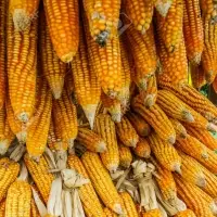 Wholesale Yellow Dry Corn For Sale