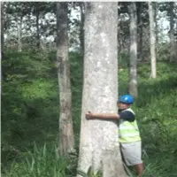 Teak Logs