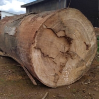 Timber Lumber Logs