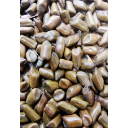 Cassia Tora Seeds
