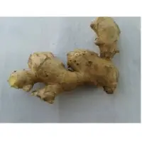 Ginger