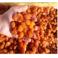 Golden Prunes