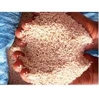 Sesame Seeds