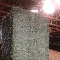 Pure Alfalfa Hay