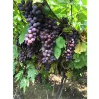 Grapes