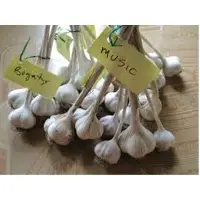 Fresh Garlic