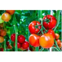Fresh Tomato