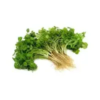 Fresh Corriander