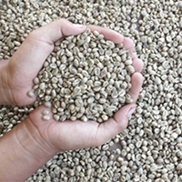 Indonesia Robusta Coffee Bean