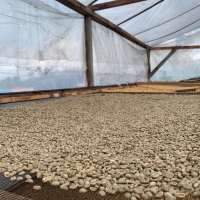 Organic Coffee Bean