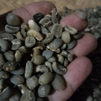 Indonesia Arabika Coffee Bean