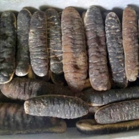 Dried Sea Cucumber