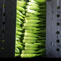 Okra Clemson