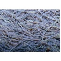 Live glass eel