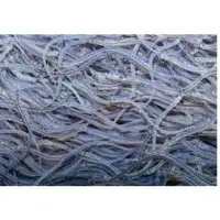 Live glass eel
