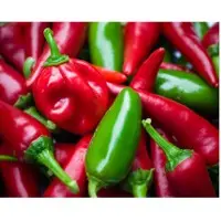 Bullet Chilli